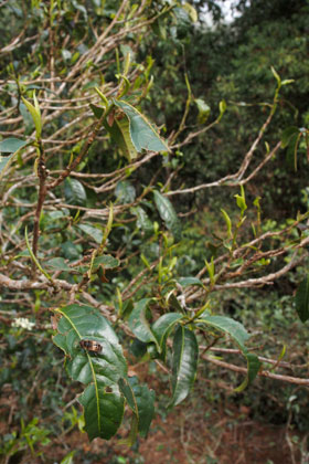 帕沙山　古茶樹