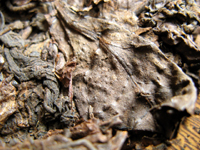 七子黄印大餅70年代プーアル茶