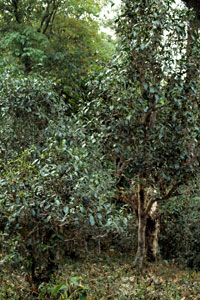 巴達山野生茶樹の茶葉