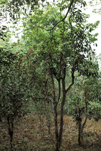 巴達山古茶樹の茶葉