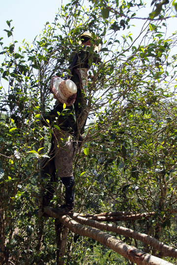 瑶郷古樹青餅2014年