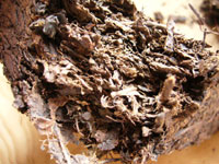 義安棗香73特厚磚茶プーアル茶