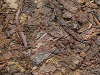 義安棗香73特厚磚茶プーアル茶