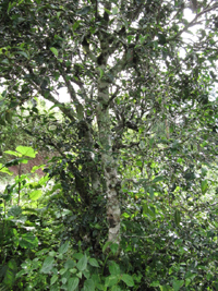 倚邦の小葉種の茶樹