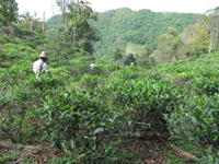 易武山大漆樹の茶園