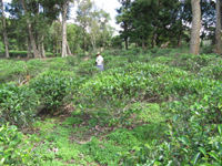 易武山大漆樹の茶園