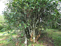 大漆樹の切り戻し古茶樹