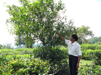 大漆樹の古茶樹