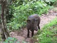 茶園の豚