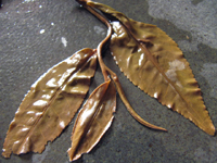 易昌號大漆樹圓茶04年