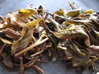 易昌號大漆樹圓茶04年と大漆樹の餅茶2009年