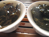 易昌號大漆樹圓茶04年と大漆樹の餅茶2009年