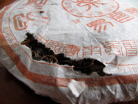 易昌號大漆樹圓茶04年