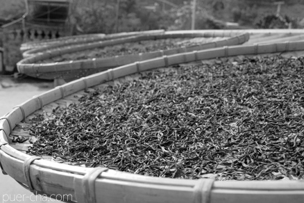 易武春風青餅プーアル茶