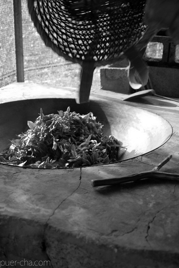 易武春風青餅プーアル茶