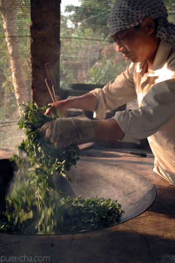 易武春風青餅プーアル茶