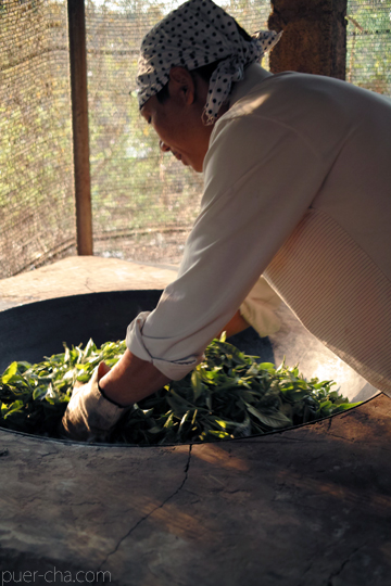 易武春風青餅プーアル茶