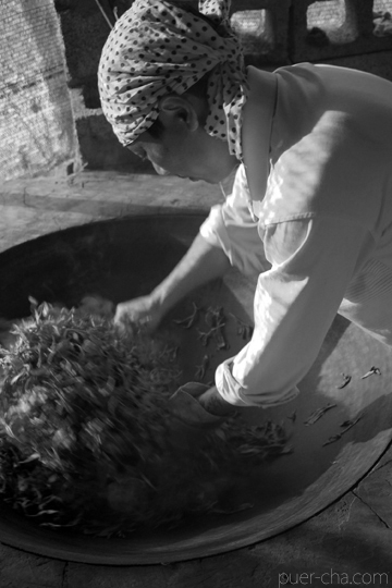 易武春風青餅プーアル茶