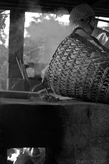 易武春風青餅プーアル茶