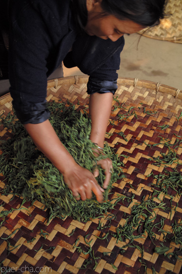 易武春風青餅プーアル茶