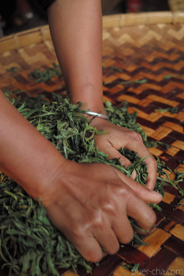 易武春風青餅プーアル茶