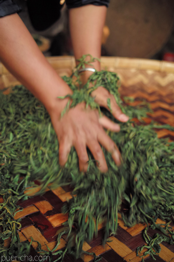 易武春風青餅プーアル茶