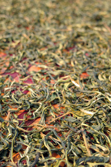 易武春風青餅プーアル茶