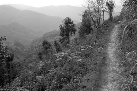 易武春風青餅プーアル茶