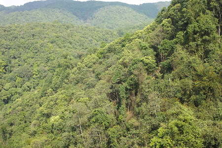 漫撒陰涼紅餅2015年