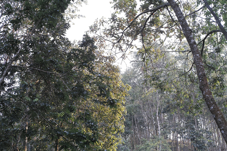 漫撒陰涼紅餅2015年