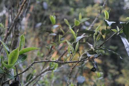 漫撒陰涼紅餅2015年