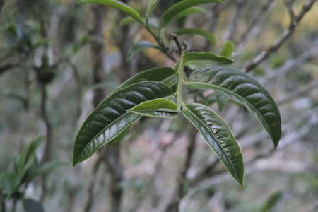 漫撒陰涼紅餅2015年