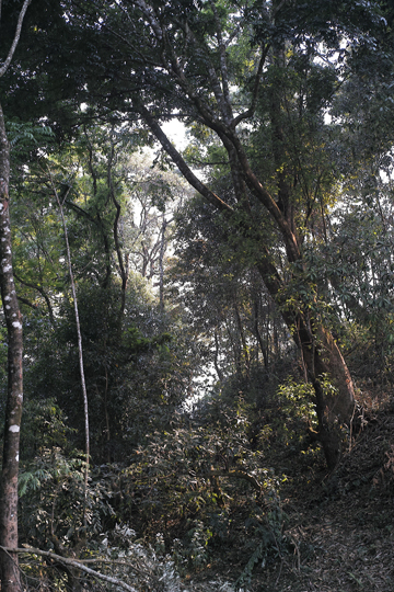 漫撒陰涼紅餅2015年