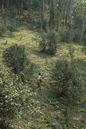 漫撒陰涼紅餅2015年