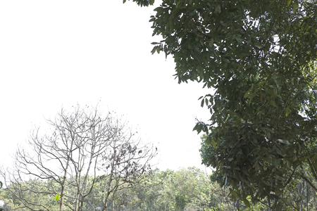 漫撒陰涼紅餅2015年