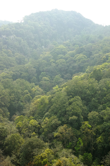 漫撒陰涼紅餅2015年