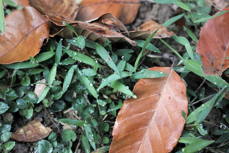 漫撒陰涼紅餅2015年