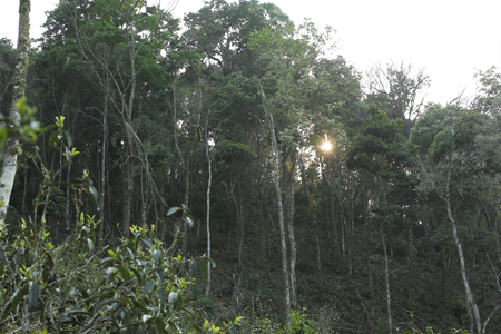 漫撒陰涼紅餅2015年