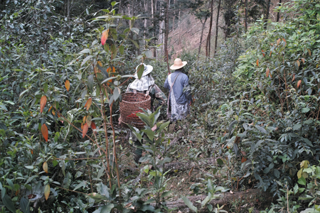 漫撒陰涼紅餅2015年