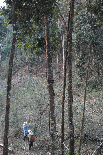 漫撒陰涼紅餅2015年
