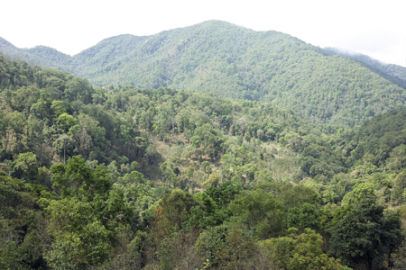 漫撒陰涼紅餅2015年