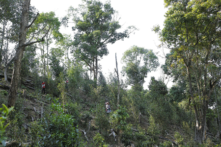 漫撒陰涼紅餅2015年