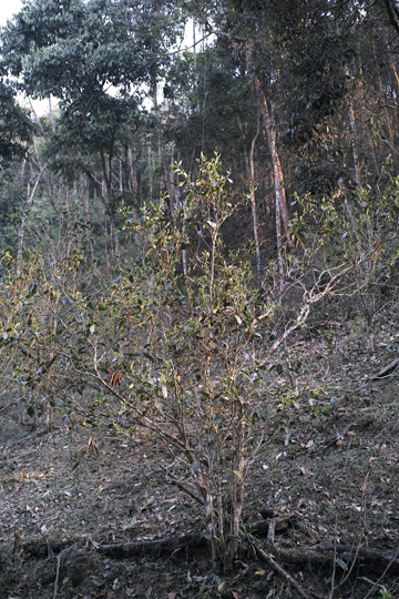 漫撒陰涼紅餅2015年