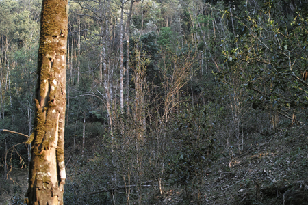 漫撒陰涼紅餅2015年