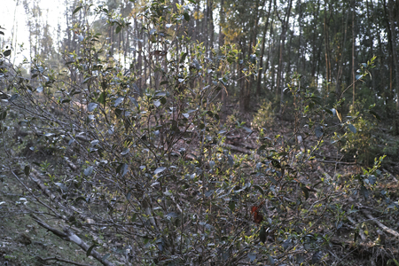 漫撒陰涼紅餅2015年