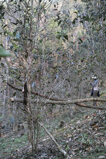 漫撒陰涼紅餅2015年