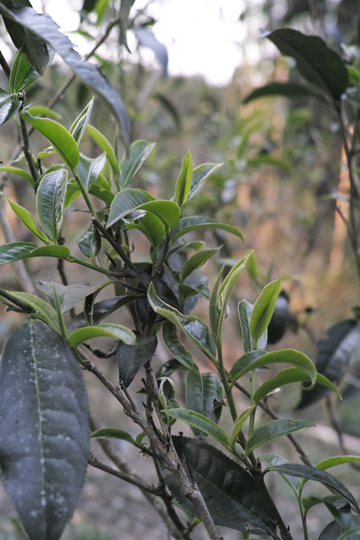 漫撒陰涼紅餅2015年