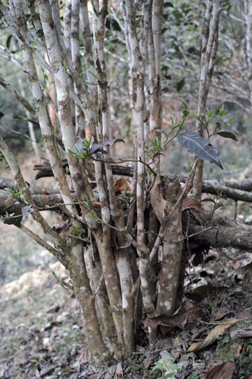 漫撒陰涼紅餅2015年