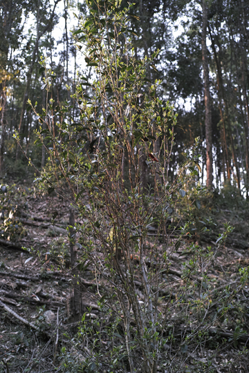 漫撒陰涼紅餅2015年