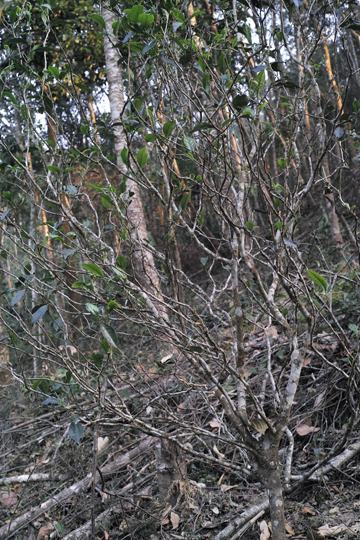 漫撒陰涼紅餅2015年